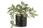 J-LINE TRADESCANTIA IN POT KUNSTPLANT GROEN/WIT