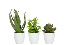 J-LINE CRASSULA/ALOE VERA/LOTUS + POT GREEN SMALL – SET VAN 3