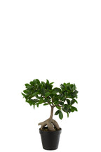 Ginseng Ficusboom in Pot Plastic Groen/Zwart Klein