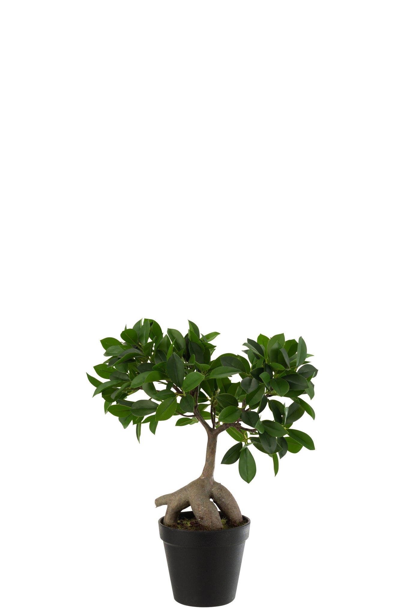 Ginseng Ficusboom in Pot Plastic Groen/Zwart Klein