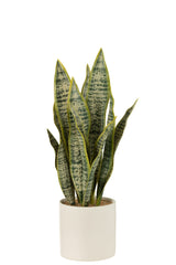 J-LINE PLANT SANSEVIERIA IN POT PVC GROEN LARGE