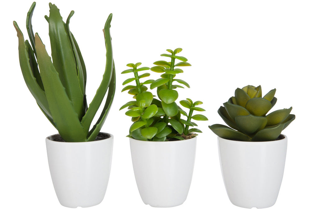 J-LINE CRASSULA/ALOE VERA/LOTUS + POT GREEN SMALL – SET VAN 3