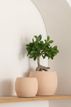 Ginseng Ficusboom in Pot Plastic Groen/Zwart Klein